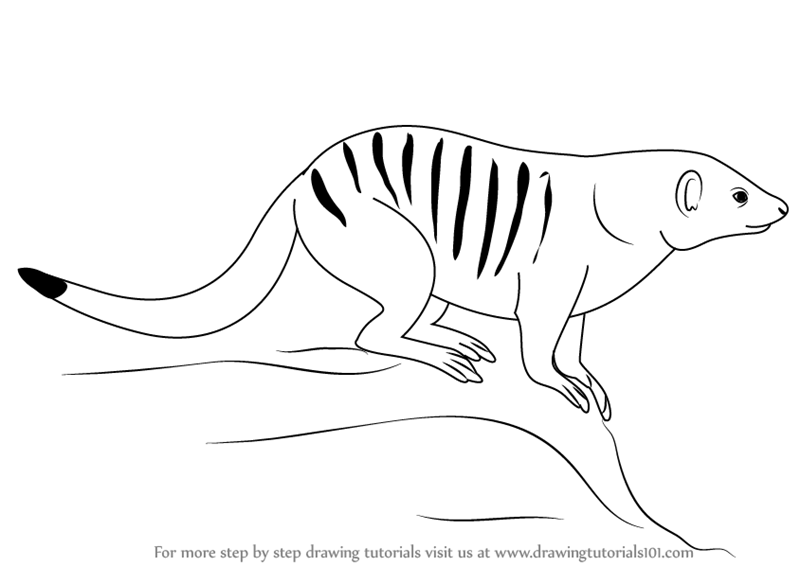 Download Learn How to Draw a Banded Mongoose (Wild Animals) Step by Step : Drawing Tutorials