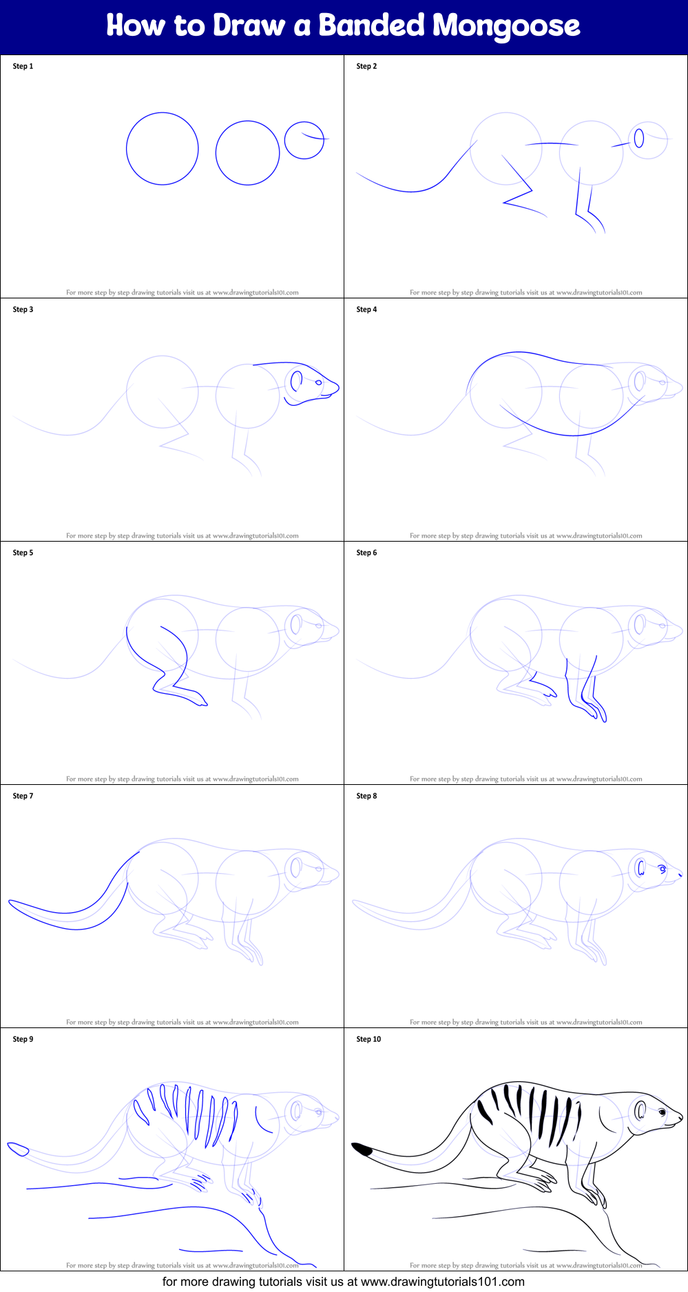 How to Draw a Banded Mongoose Printable Step by Step