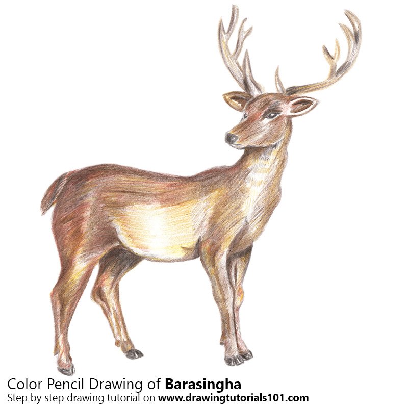 How to Draw a Barasingha by Color Pencils