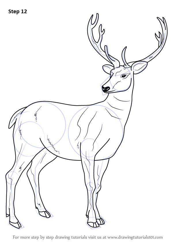 Learn How to Draw a Barasingha (Wild Animals) Step by Step : Drawing