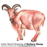 How to Draw a Barbary sheep