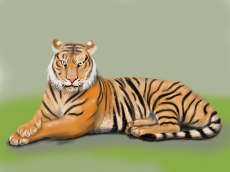 Learn How to Draw a Bengal Tiger (Wild Animals) Step by Step : Drawing  Tutorials