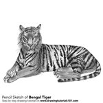 How to Draw a Bengal Tiger