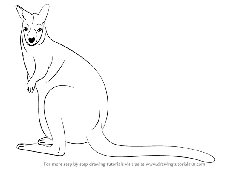 Step by Step How to Draw a Bennett's Wallaby : DrawingTutorials101.com