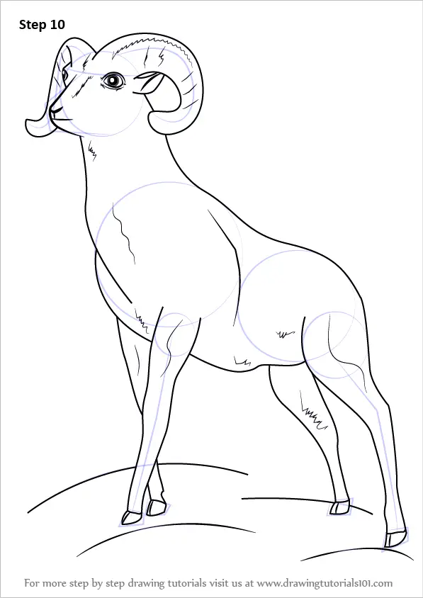 Learn How to Draw a Bighorn sheep (Wild Animals) Step by Step : Drawing