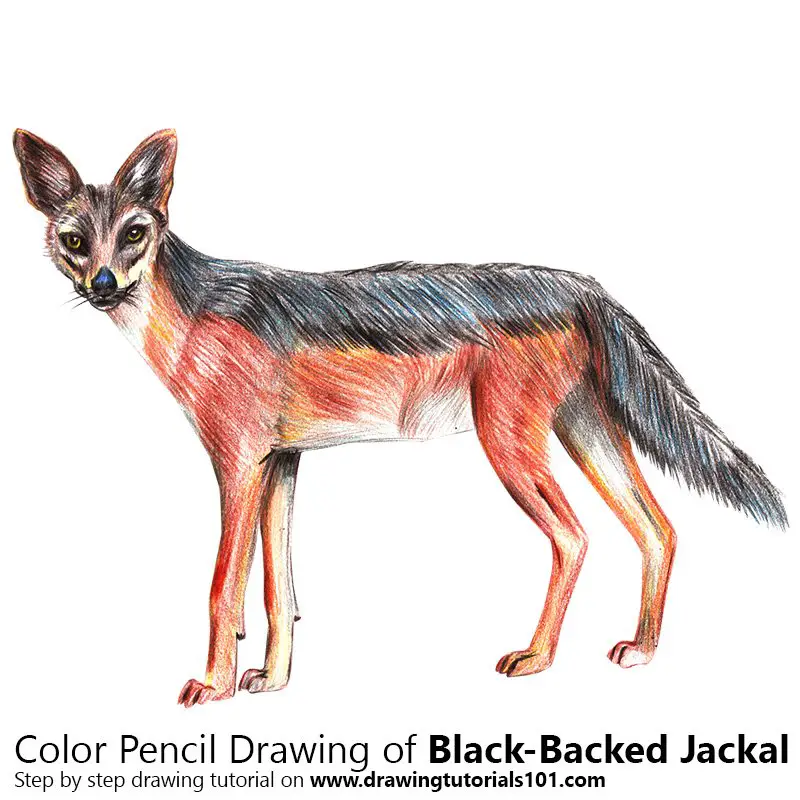 Black-Backed Jackal Color Pencil Drawing