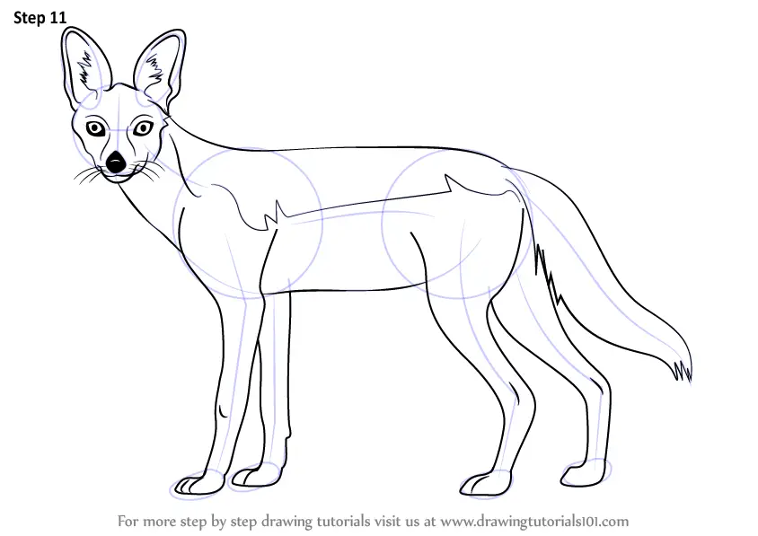 Learn How to Draw a Black-Backed Jackal (Wild Animals) Step by Step