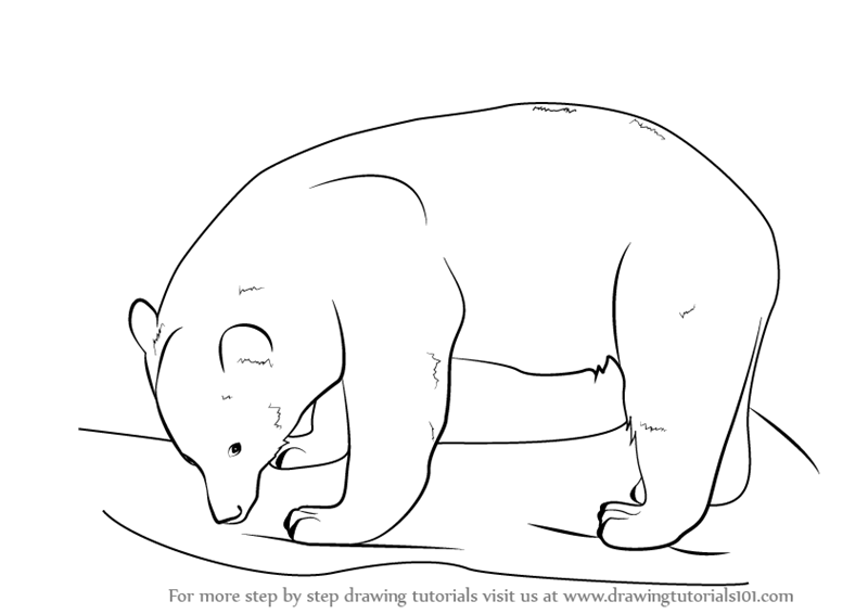 Learn How to Draw a Black Bear (Wild Animals) Step by Step : Drawing Tutorials