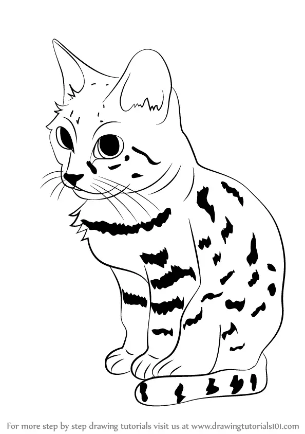 Step by Step How to Draw a Black-Footed Cat : 