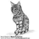 How to Draw a Black-Footed Cat