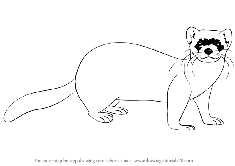 how to draw Black Footed Ferret step 0