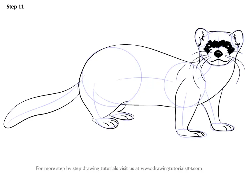 Learn How to Draw a Black-Footed Ferret (Wild Animals) Step by Step
