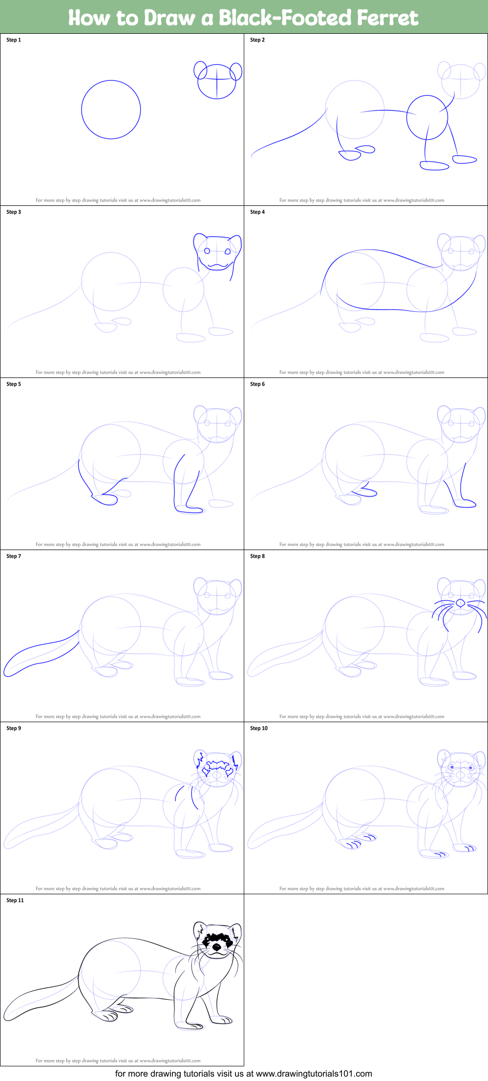 How to Draw a Black-Footed Ferret Printable Step by Step