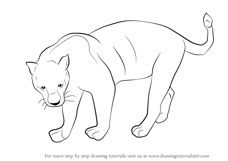 Learn How To Draw A Black Panther Wild Animals Step By Step