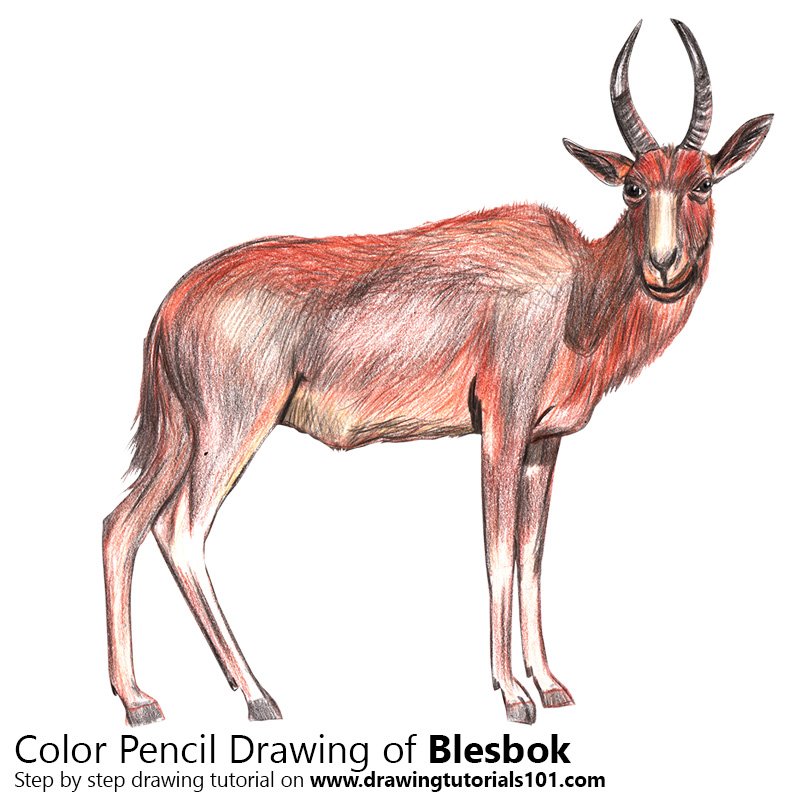 How to Draw a Blesbok by Color Pencils