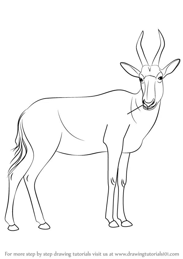 Learn How to Draw a Blesbok (Wild Animals) Step by Step ... tutorial eye diagram 