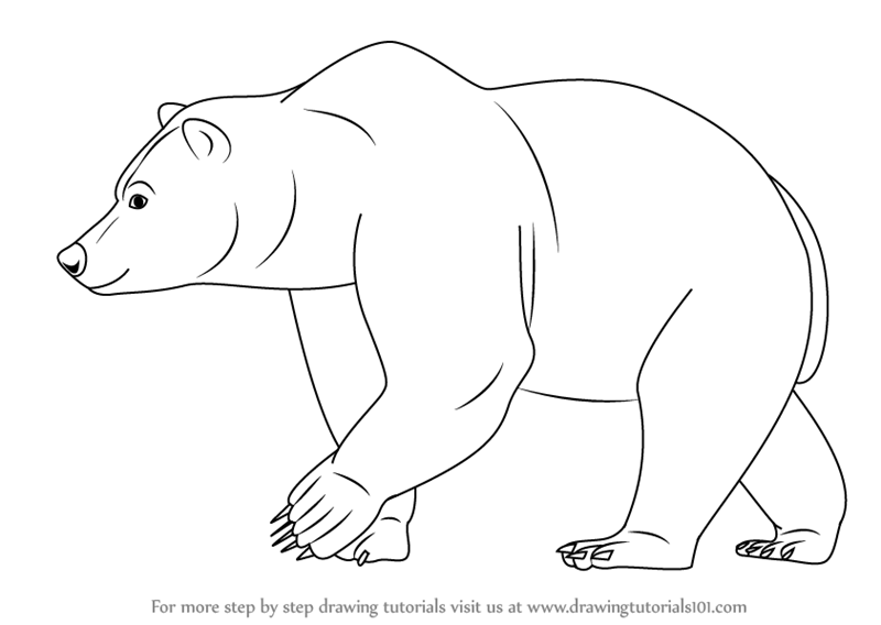 Learn How to Draw a Brown Bear (Wild Animals) Step by Step : Drawing