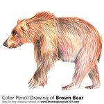 How to Draw a Brown Bear