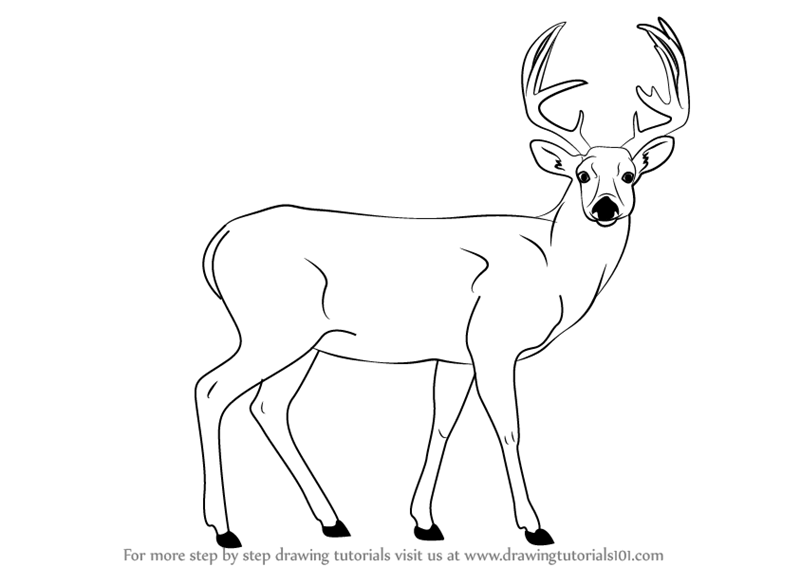 Step by Step How to Draw a Buck Deer : DrawingTutorials101.com