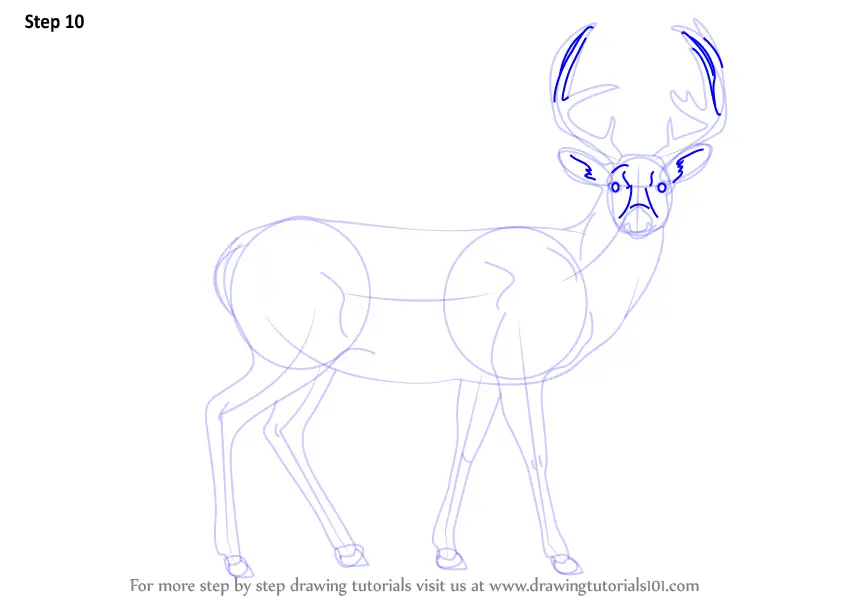 Learn How to Draw a Buck Deer (Wild Animals) Step by Step : Drawing