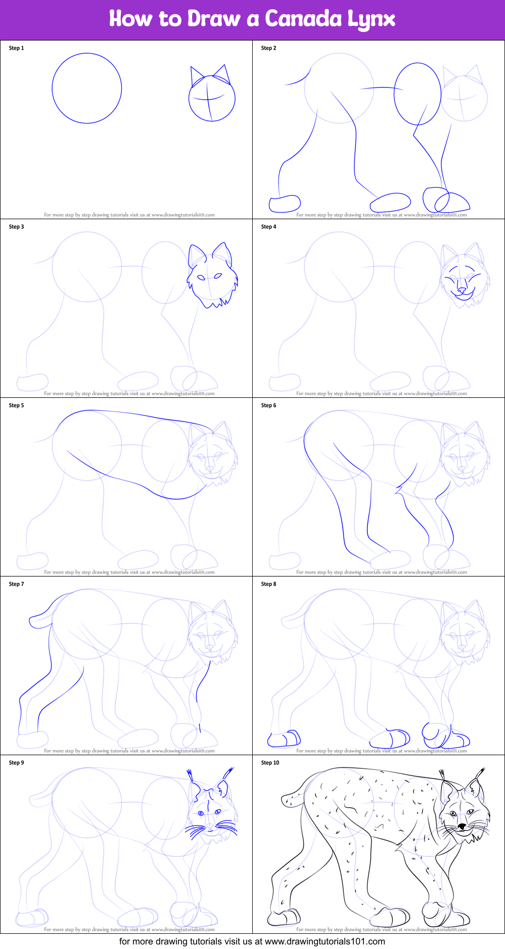 How to Draw a Canada Lynx printable step by step drawing sheet