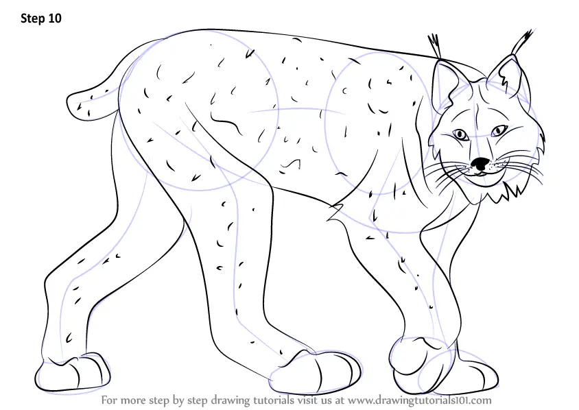 Step by Step How to Draw a Canada Lynx : DrawingTutorials101.com
