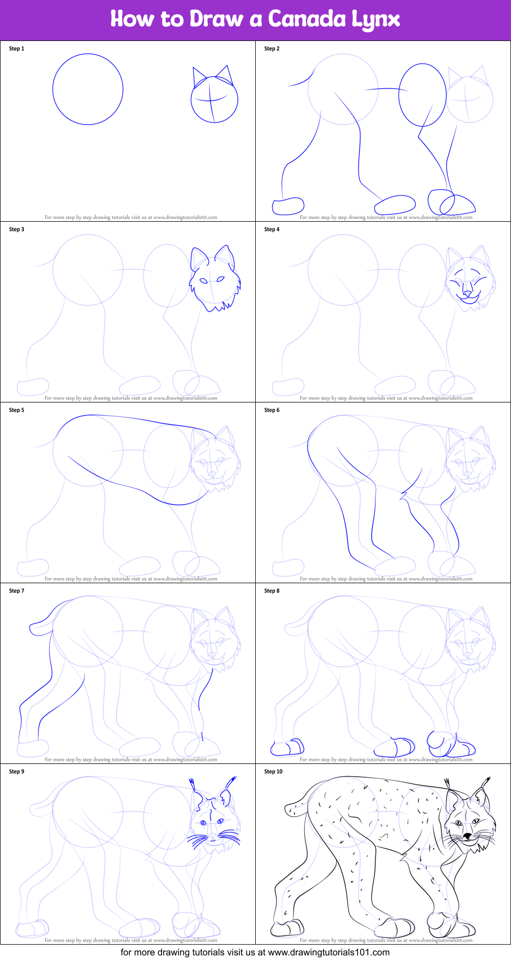 How to Draw a Canada Lynx Printable Step by Step