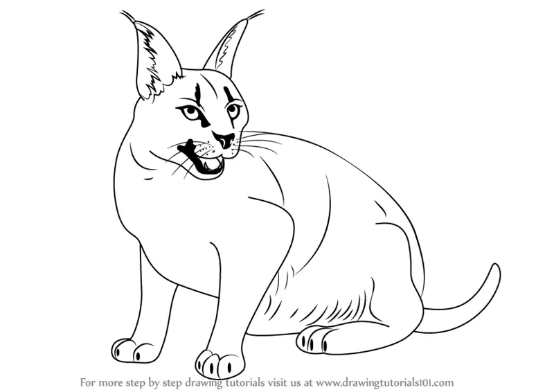 Learn How to Draw a Caracal Wild Animals Step by Step  Drawing Tutorials