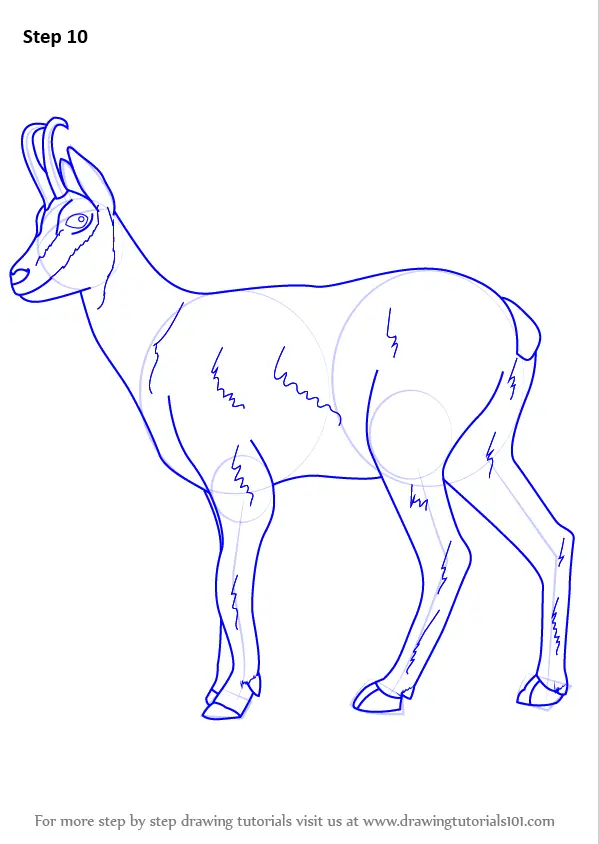 Learn How to Draw a Chamois (Wild Animals) Step by Step : Drawing Tutorials