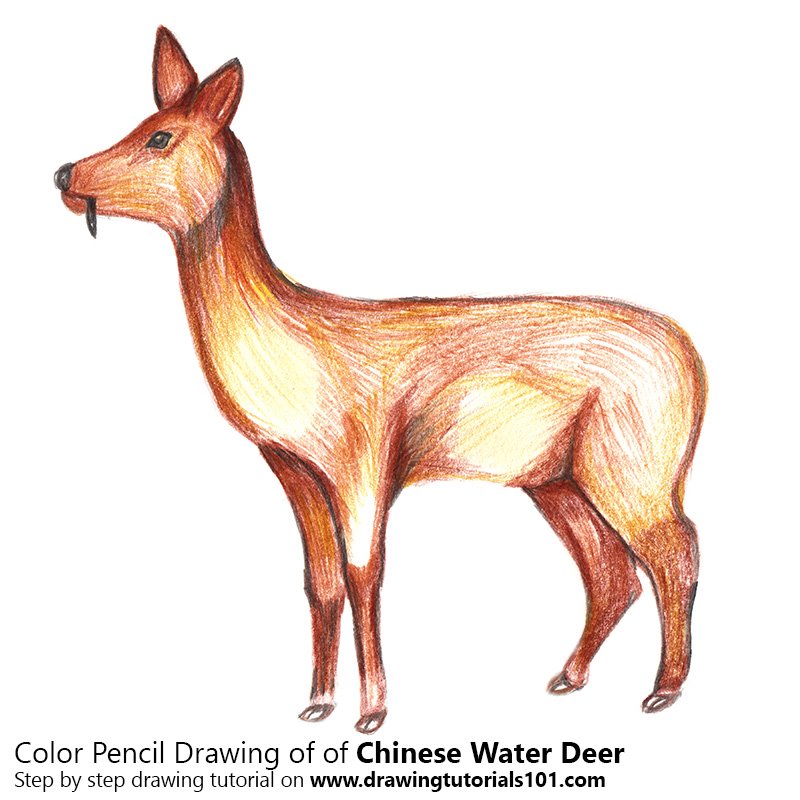How to Draw a Chinese Water Deer by Color Pencils
