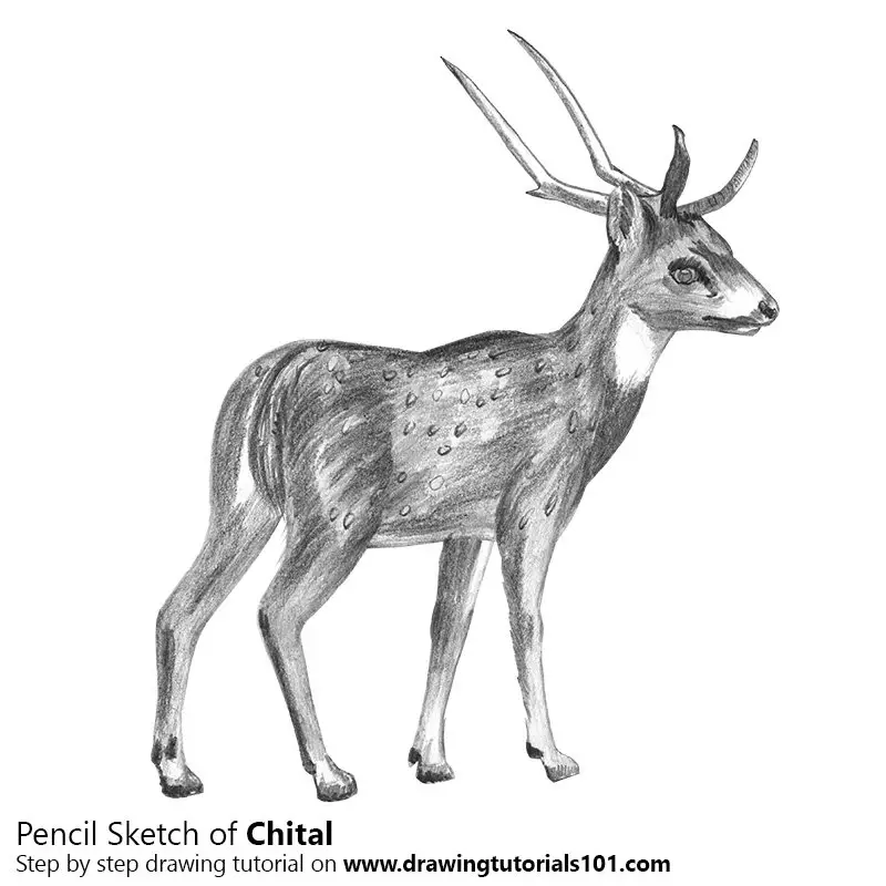 Pencil Sketch of Chital - Pencil Drawing