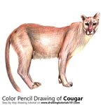 How to Draw a Cougar