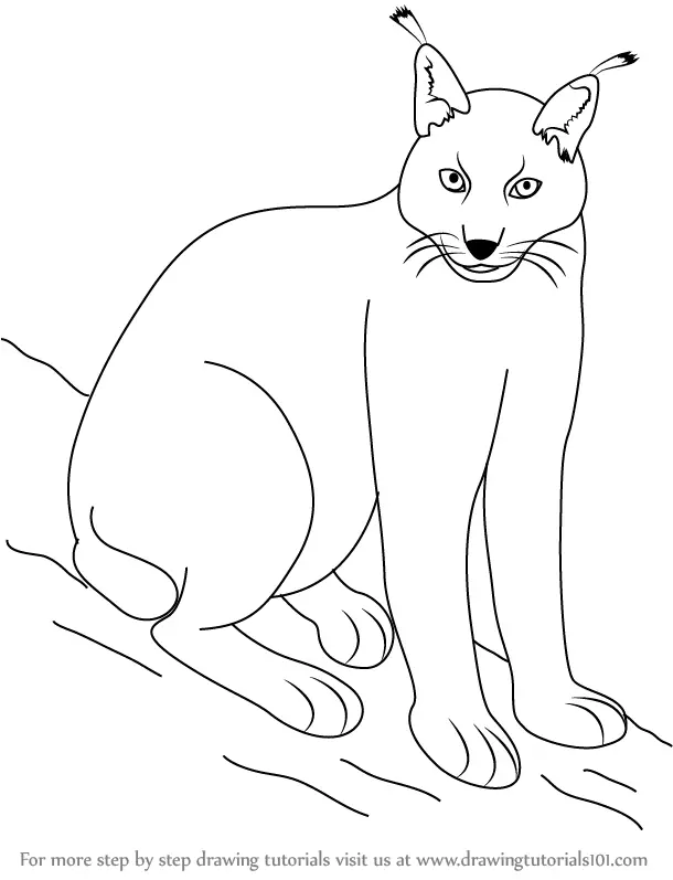Learn How To Draw A Eurasian Lynx Wild Animals Step By Step Drawing Tutorials - how to use lynx roblox
