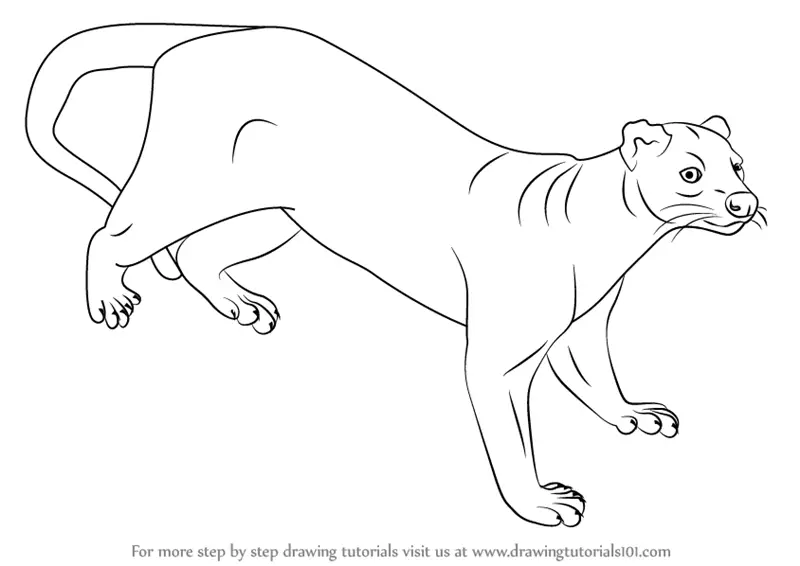 Learn How to Draw a Fossa (Wild Animals) Step by Step : Drawing Tutorials