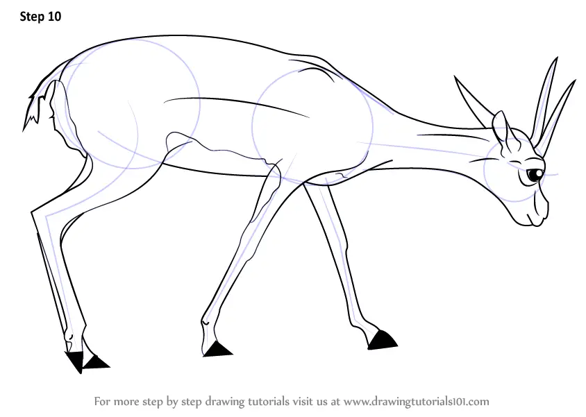 Step by Step How to Draw a Gazelle : DrawingTutorials101.com