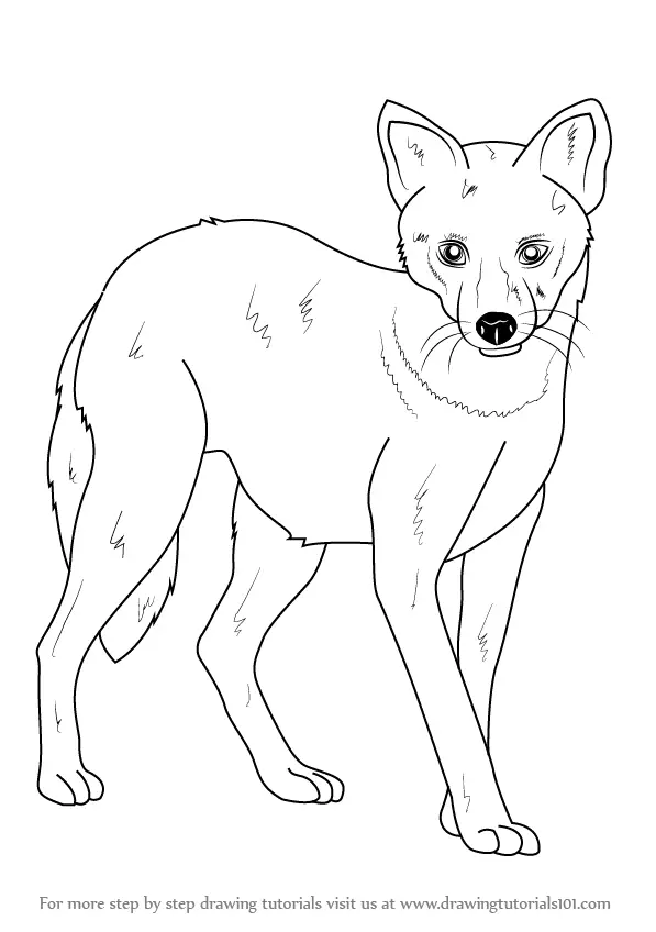 Featured image of post Jackal Drawing Featuring over 42 000 000 stock photos vector clip art images