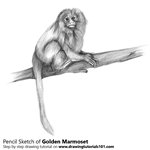 How to Draw a Golden Marmoset