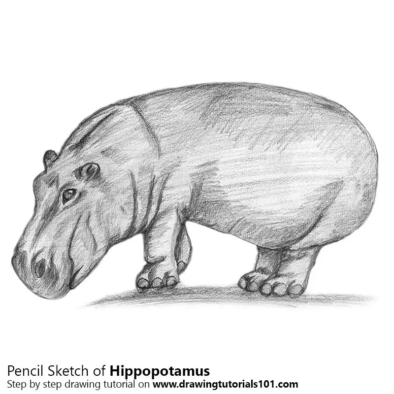 Hippopotamus Pencil Drawing - How to Sketch Hippopotamus using Pencils