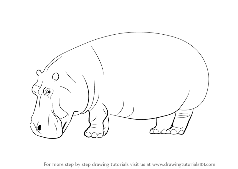 Learn How to Draw a Hippopotamus (Wild Animals) Step by Step : Drawing