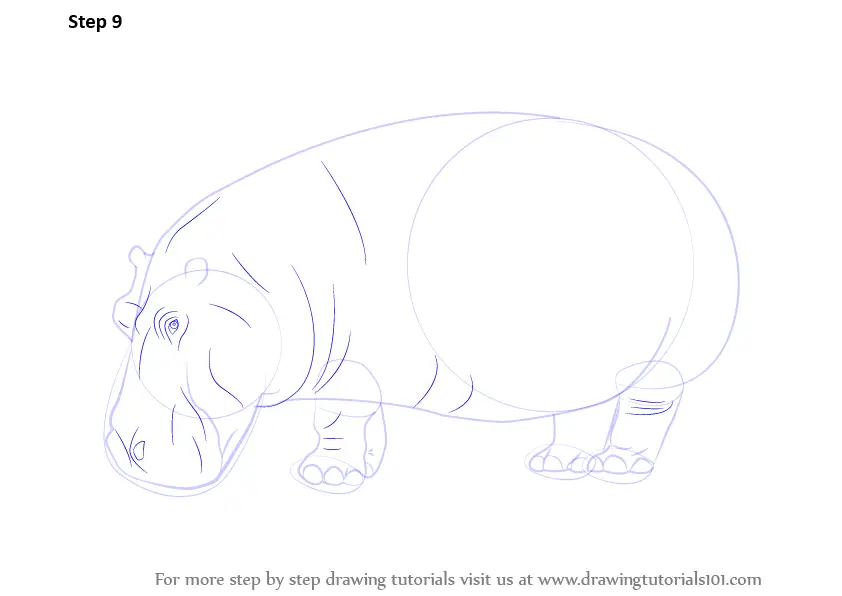 Learn How to Draw a Hippopotamus (Wild Animals) Step by Step : Drawing