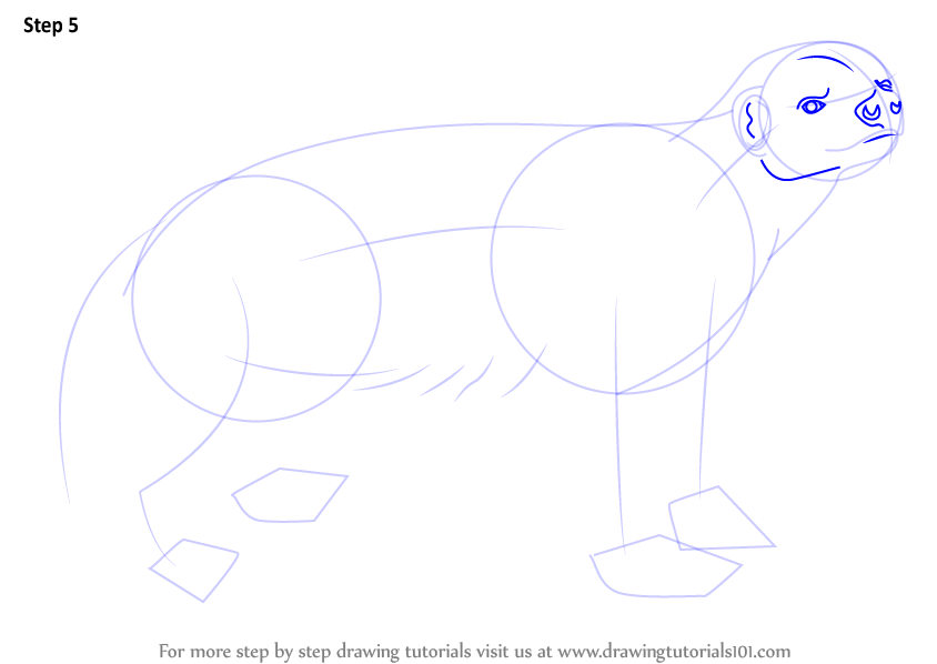 Learn How to Draw a Honey Badger (Wild Animals) Step by Step : Drawing