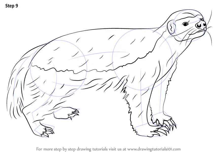 Learn How to Draw a Honey Badger (Wild Animals) Step by Step : Drawing  Tutorials