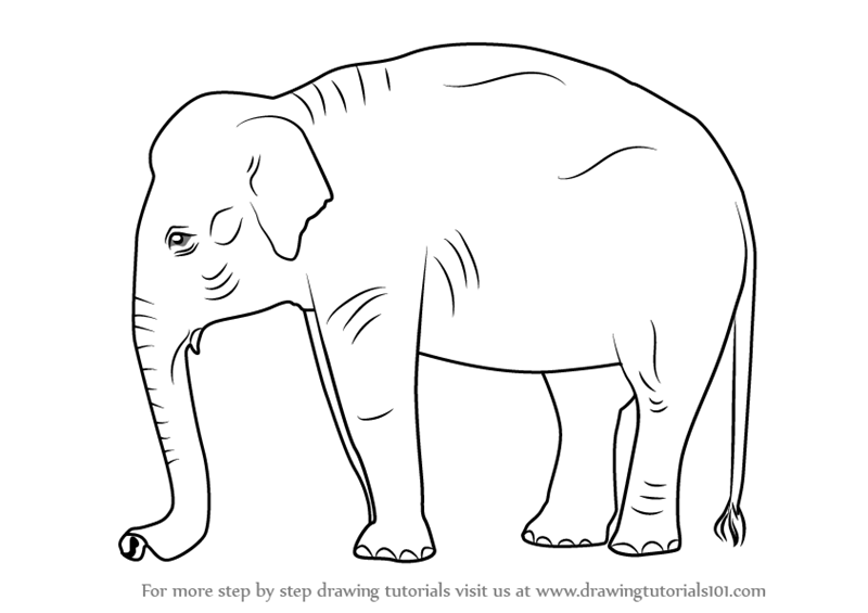 Learn How to Draw an Indian Elephant (Wild Animals) Step by Step