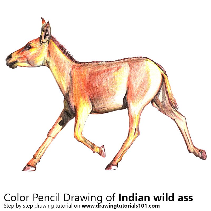 How to Draw a Indian Wild Ass  by Color Pencils
