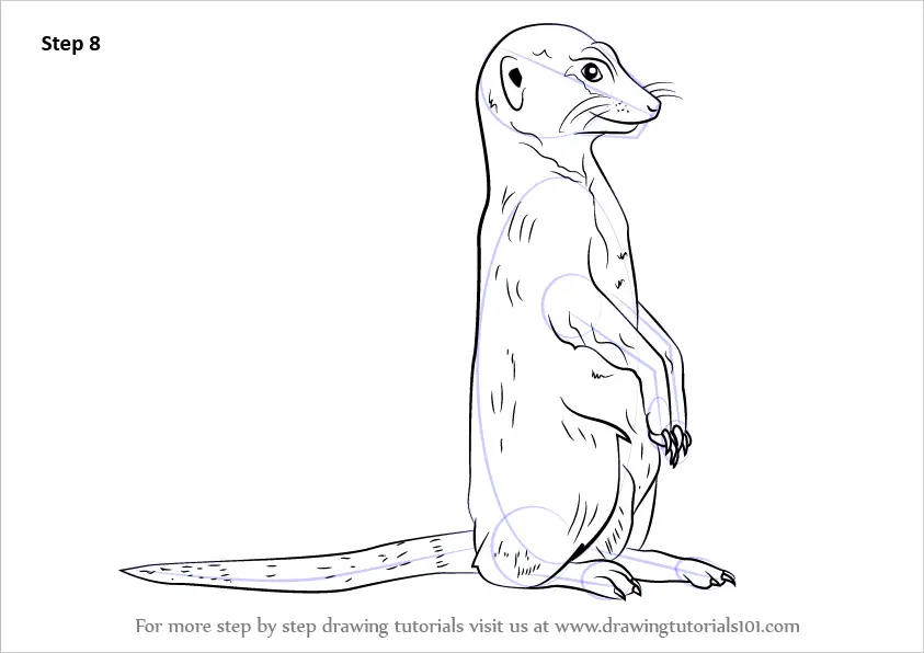 Featured image of post How To Draw A Meerkat Please pause the how to draw a meerkat video after each step to draw at your own pace