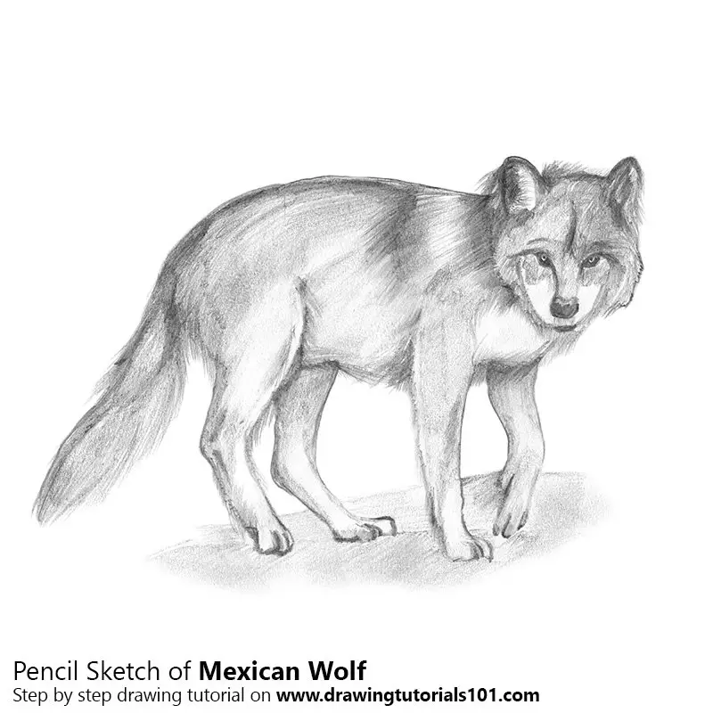 Pencil Sketch of Mexican Wolf - Pencil Drawing
