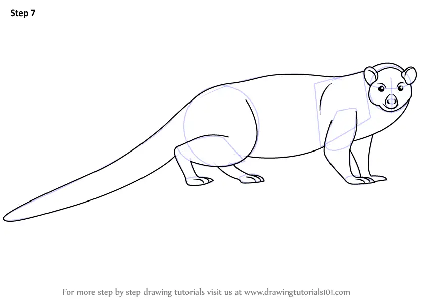 Download Learn How to Draw a Mongoose (Wild Animals) Step by Step : Drawing Tutorials