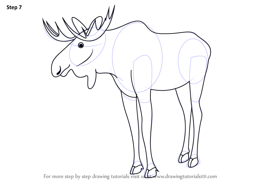 Step by Step How to Draw a Moose : DrawingTutorials101.com