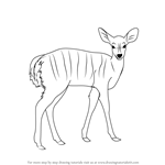 How to Draw a Nyala