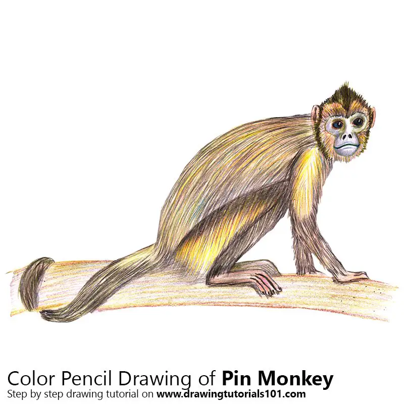 Pin Monkey Color Pencil Drawing